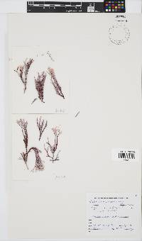 Ceramium poeppigianum image