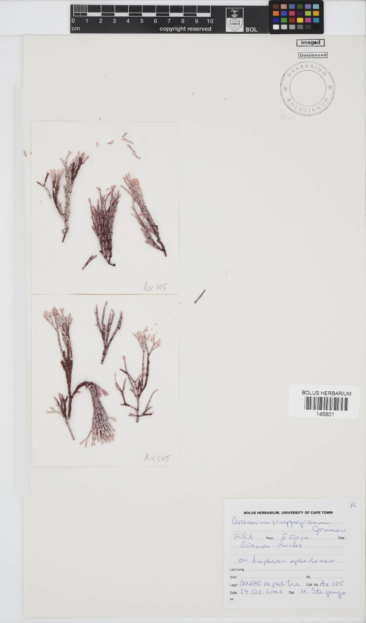 Ceramium poeppigianum image