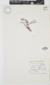 Ceramium poeppigianum image