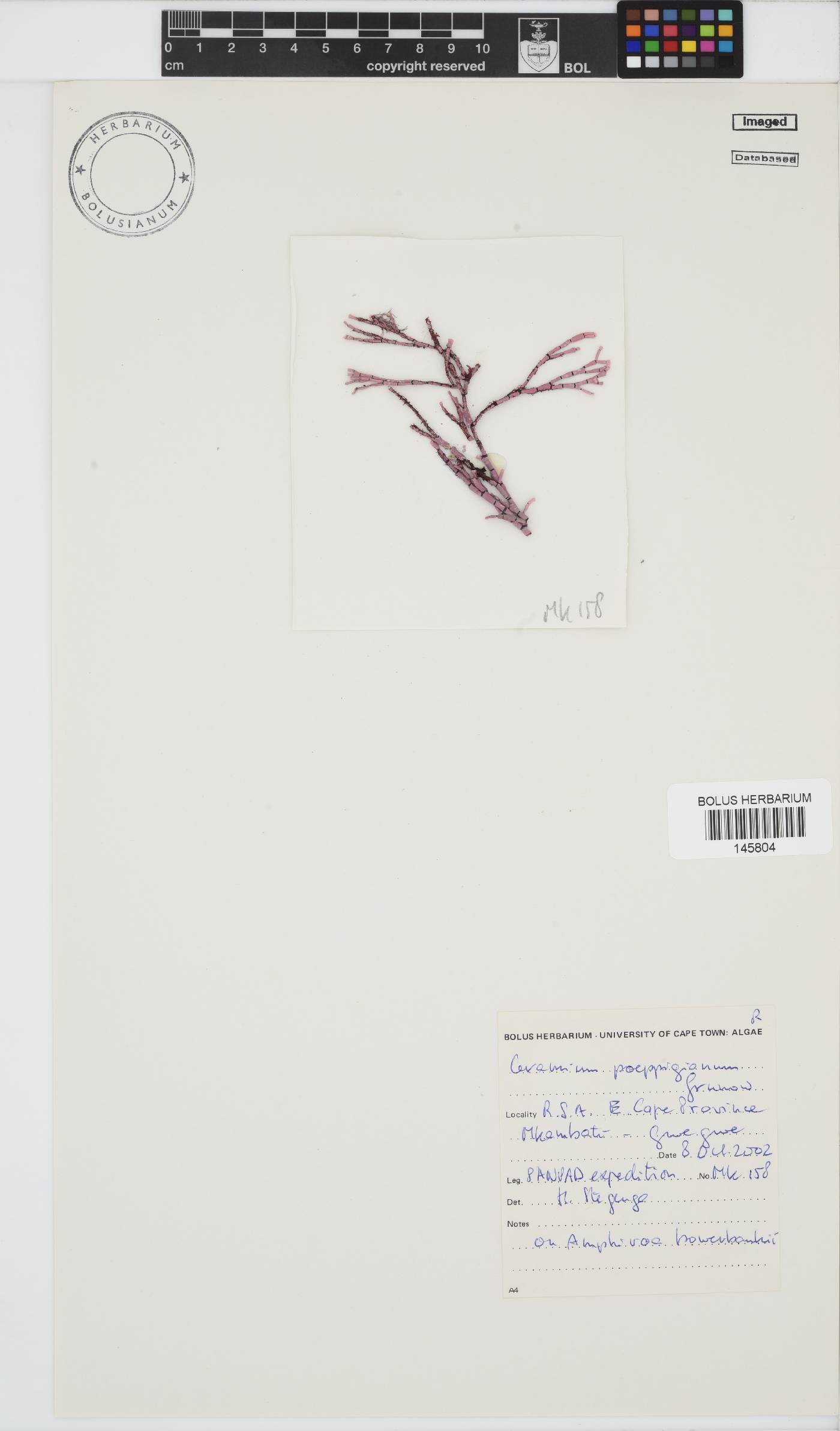 Ceramium poeppigianum image