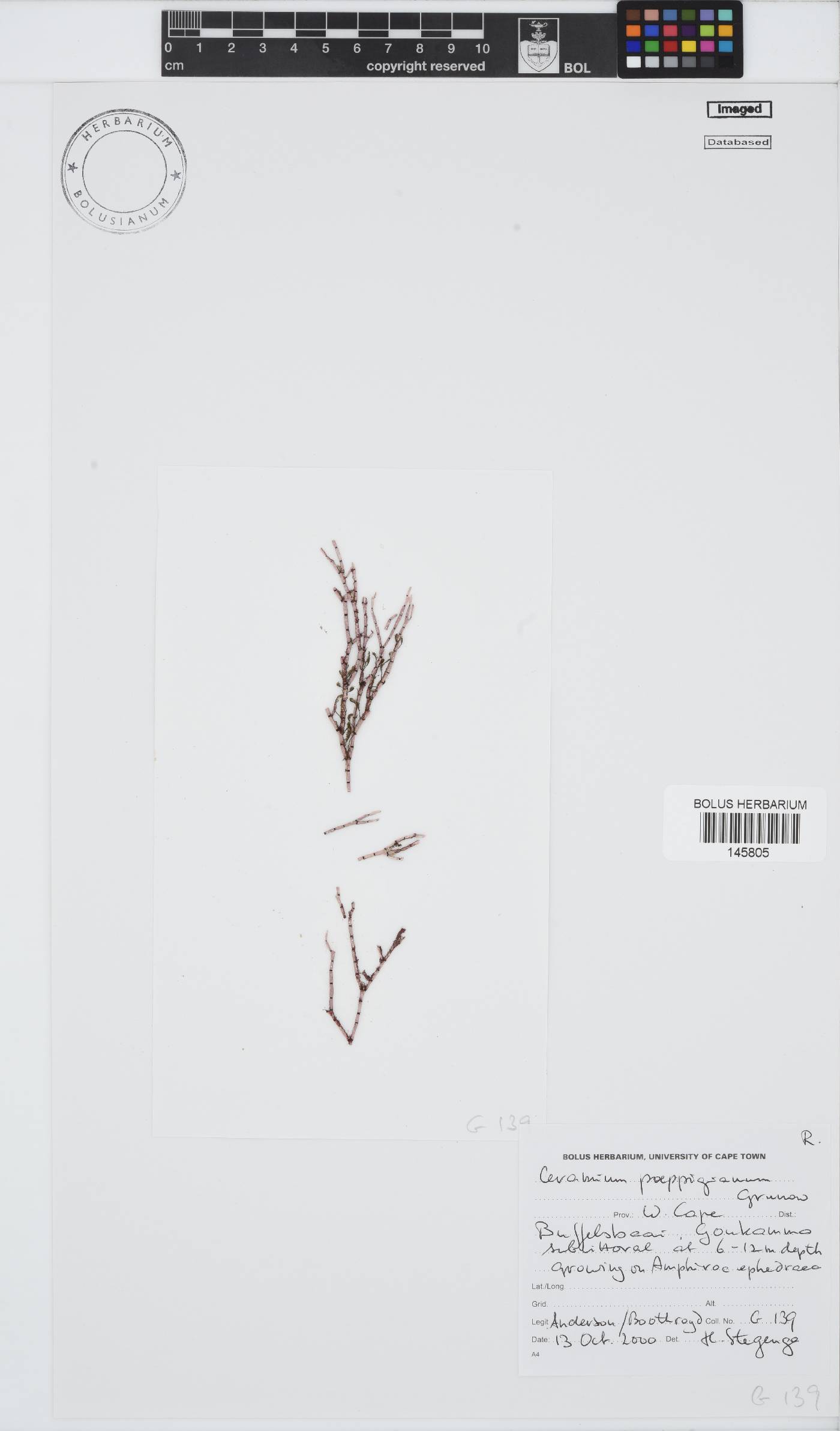 Ceramium poeppigianum image