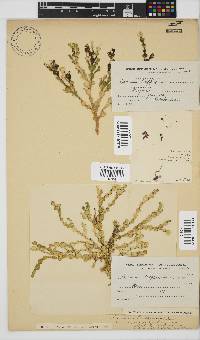 Ceramium poeppigianum image