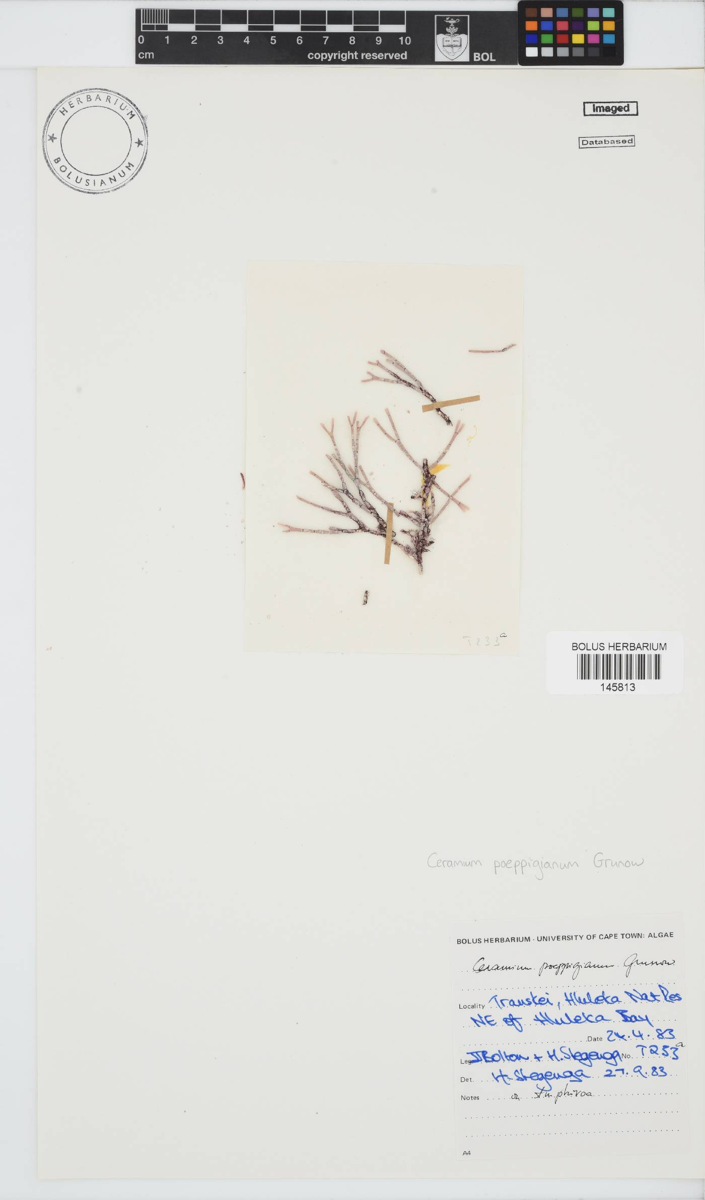 Ceramium poeppigianum image