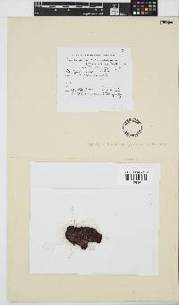 Image of Pseudoceramium tenerrimum
