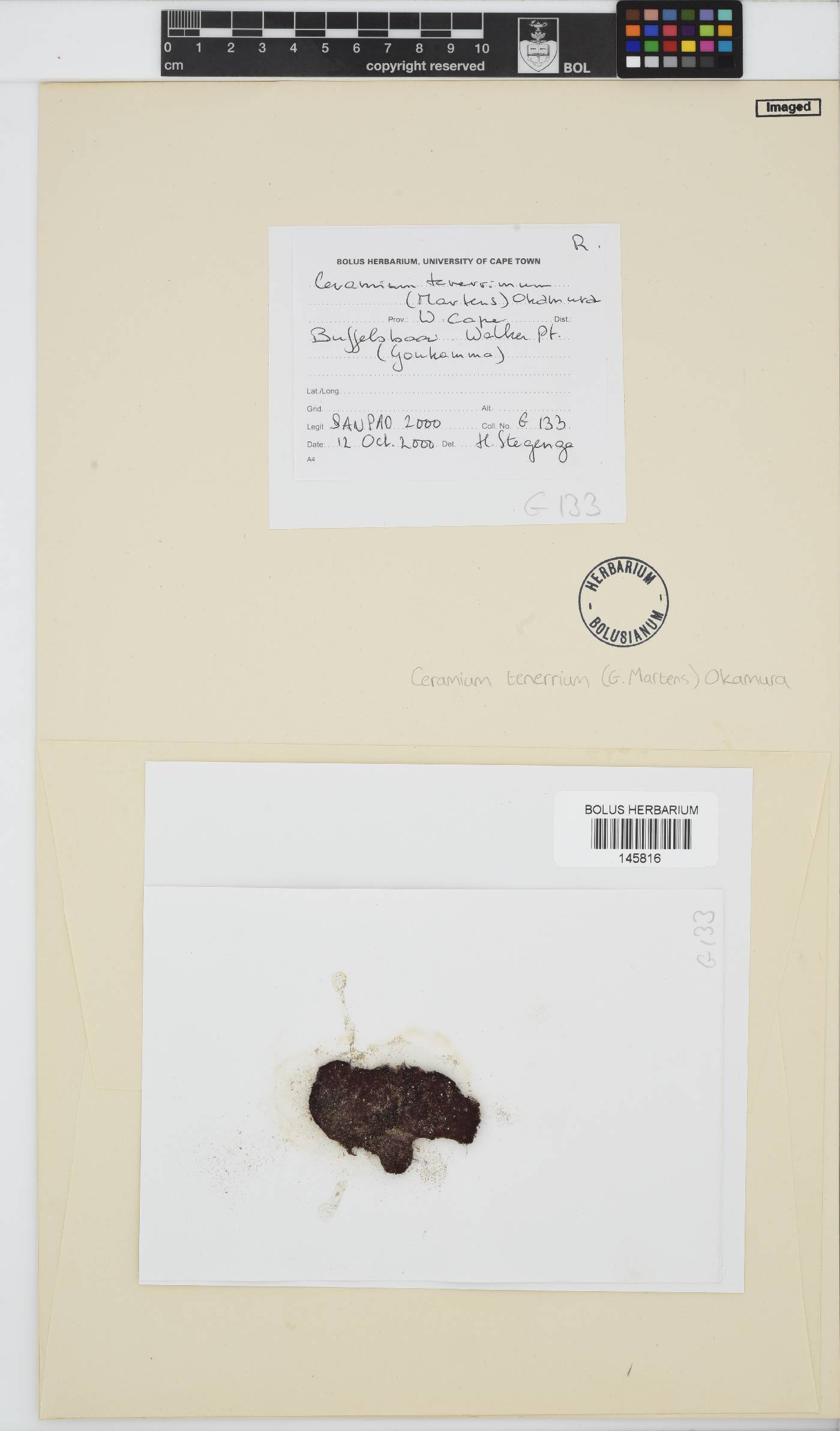 Pseudoceramium tenerrimum image