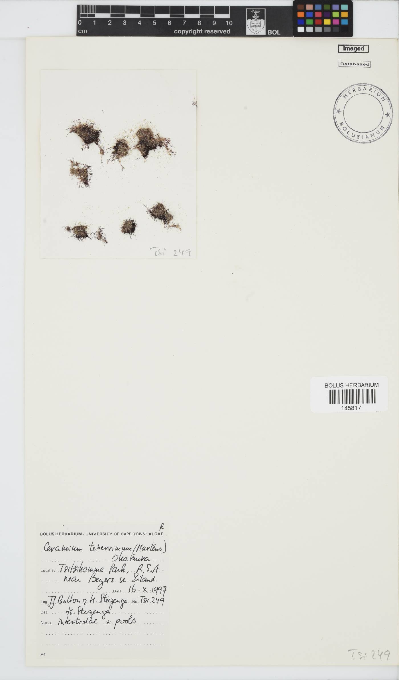 Pseudoceramium tenerrimum image