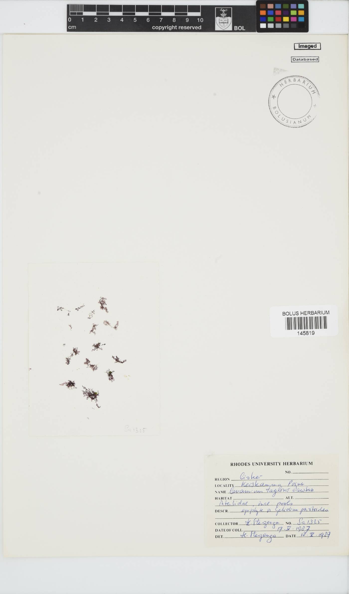 Gayliella taylorii image