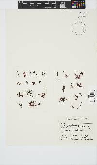 Champia compressa image