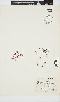Champia compressa image