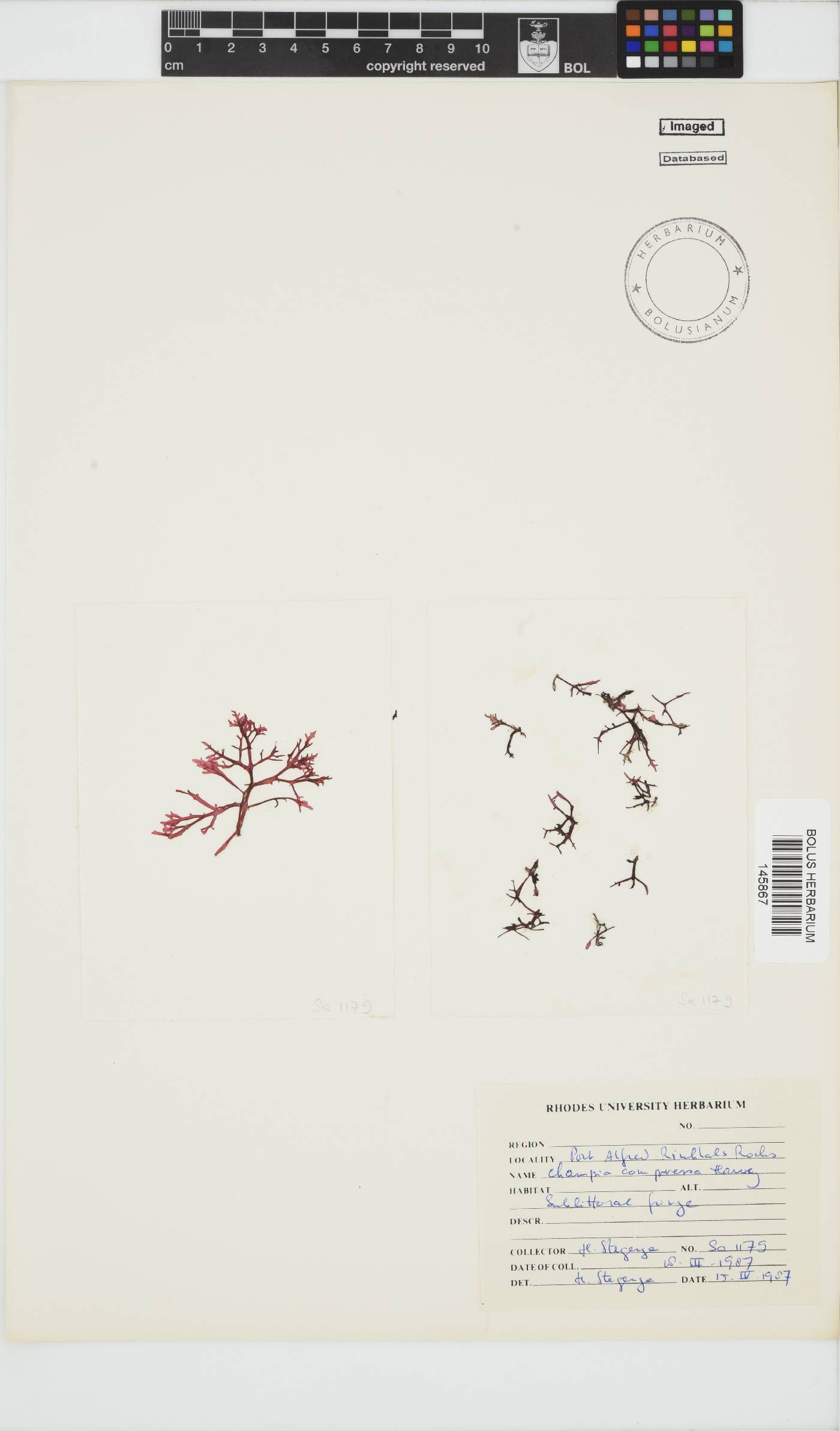 Champia compressa image