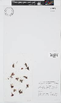 Champia compressa image
