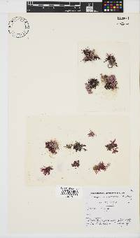 Champia compressa image
