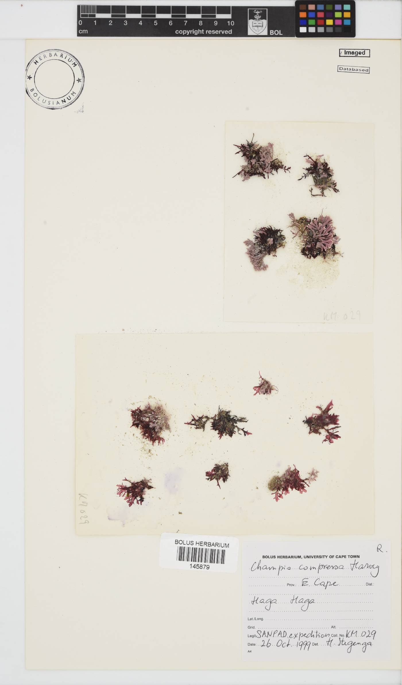 Champia compressa image