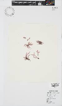 Champia compressa image