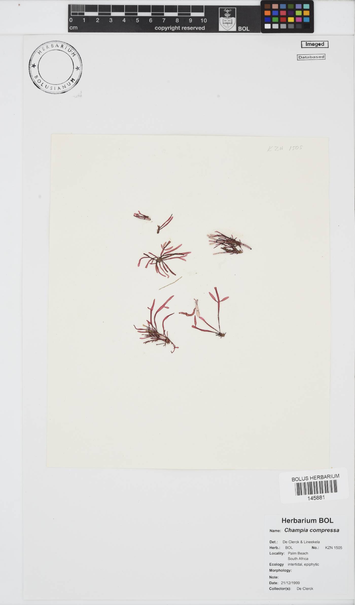 Champia compressa image