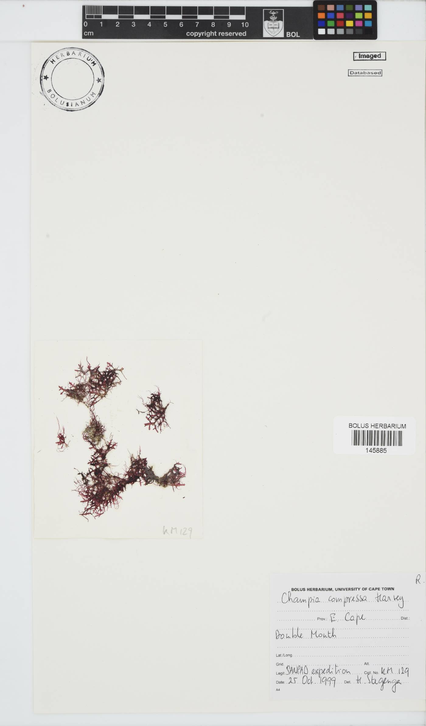 Champia compressa image