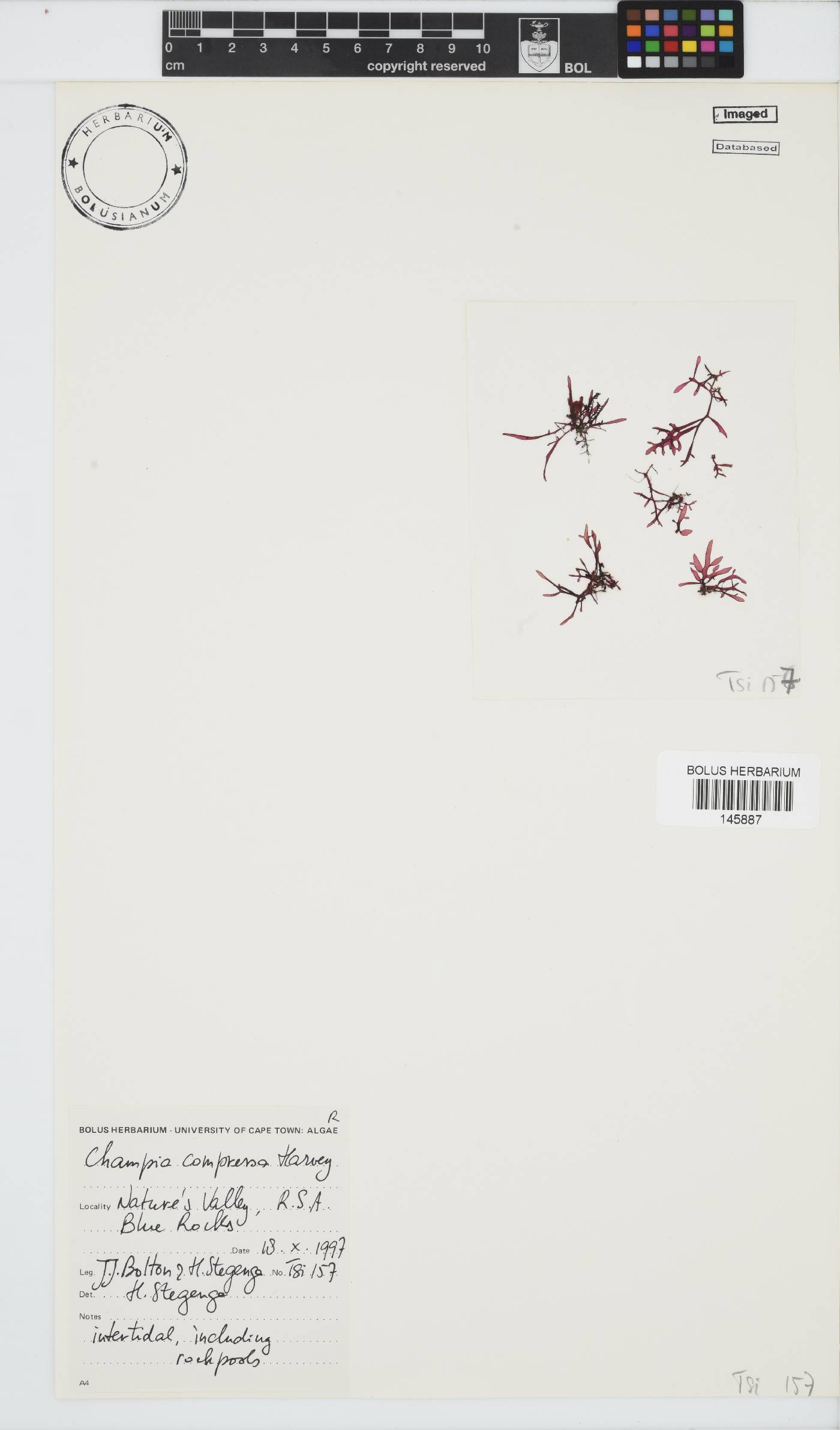 Champia compressa image