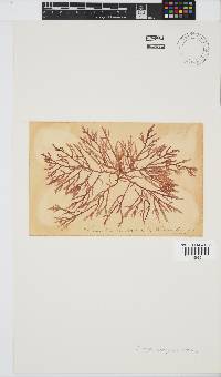 Champia compressa image