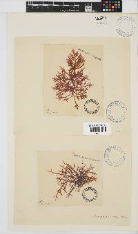 Champia compressa image