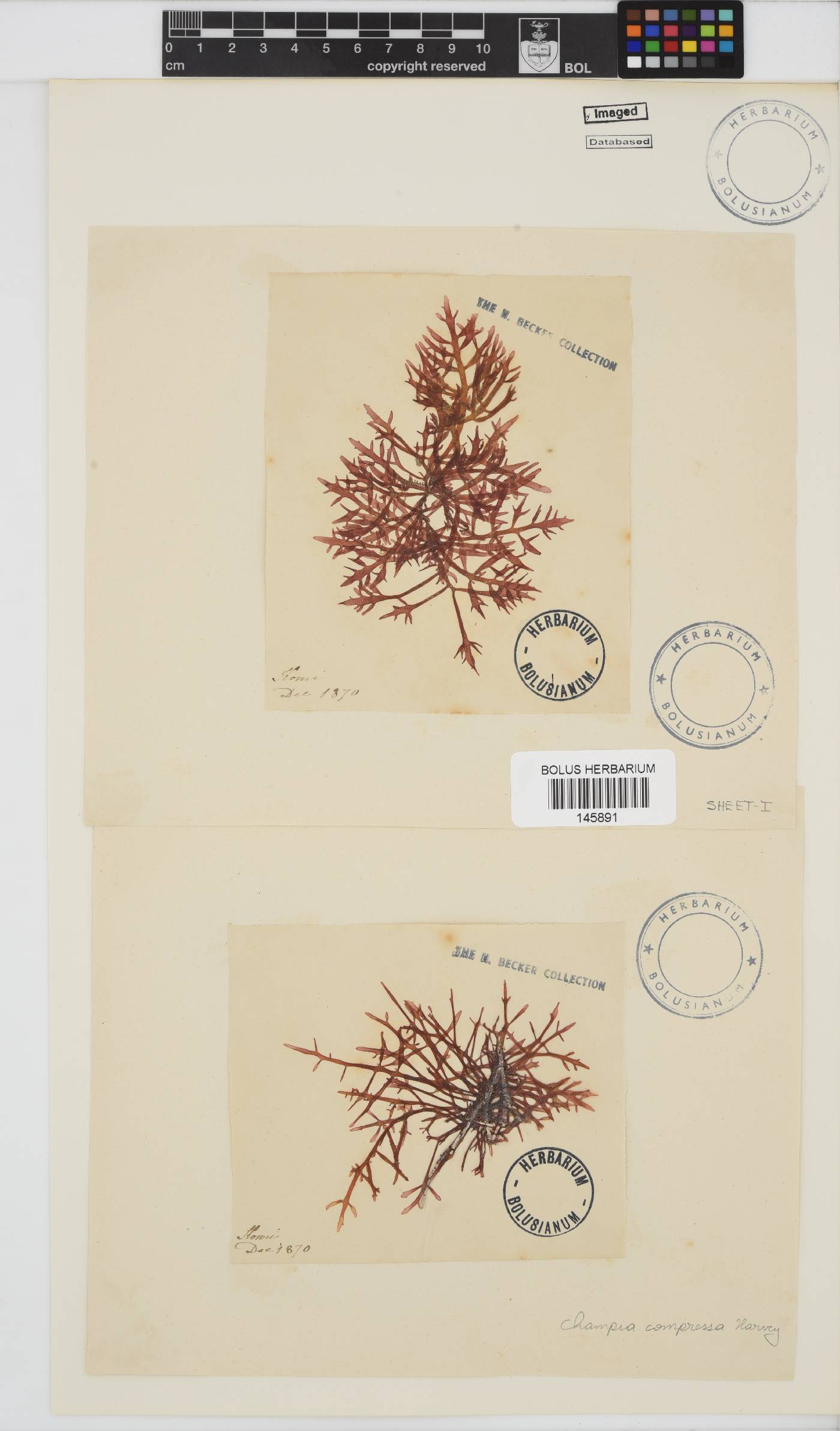 Champia compressa image