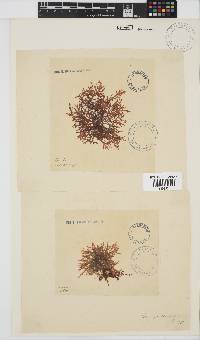 Champia compressa image