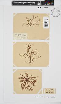 Champia compressa image
