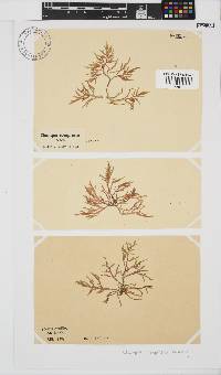 Champia compressa image