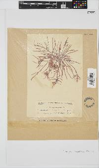 Champia compressa image