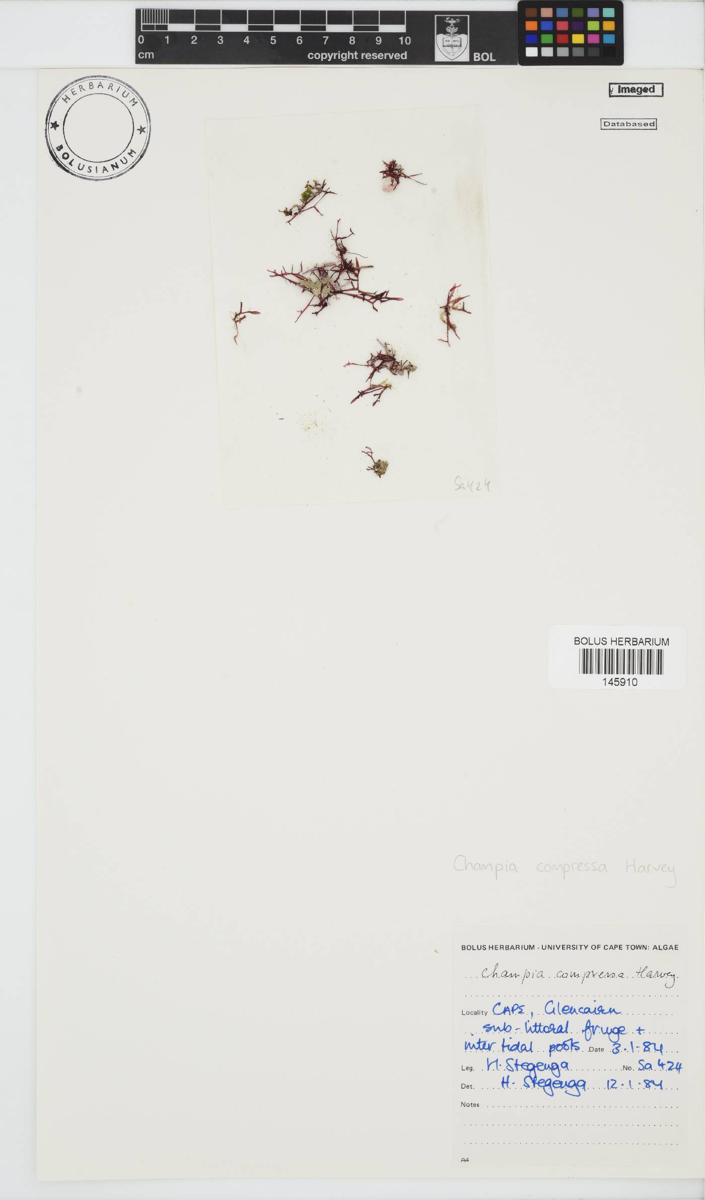 Champia compressa image