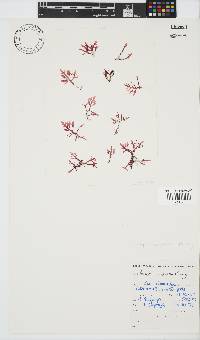 Champia compressa image