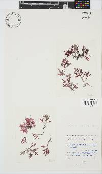 Champia compressa image