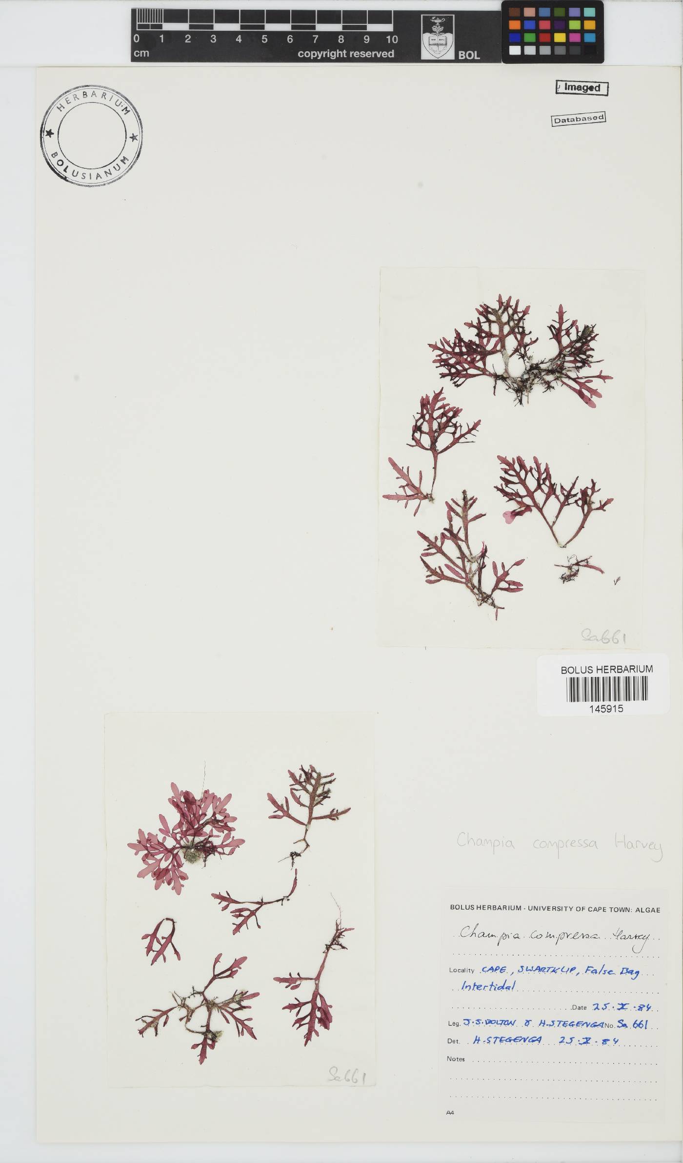 Champia compressa image