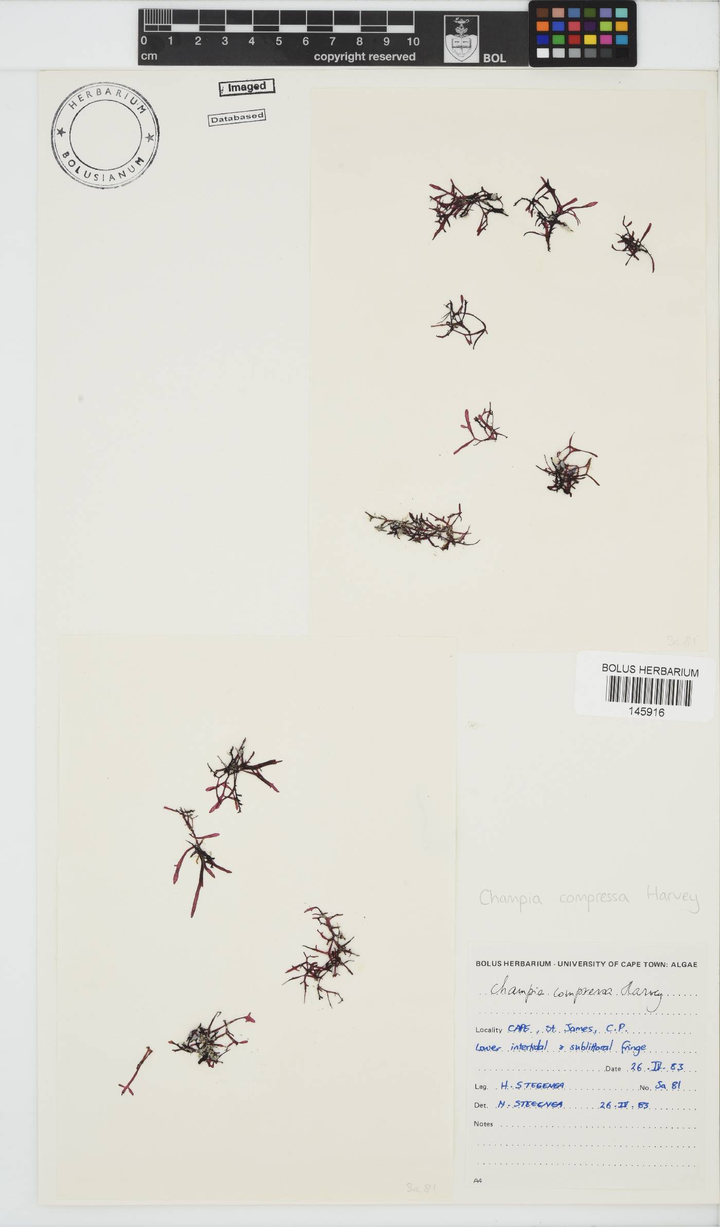 Champia compressa image