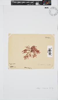 Champia compressa image