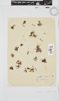 Champia compressa image