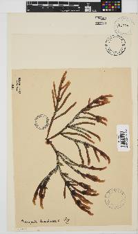 Champia lumbricalis image