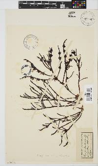 Champia lumbricalis image