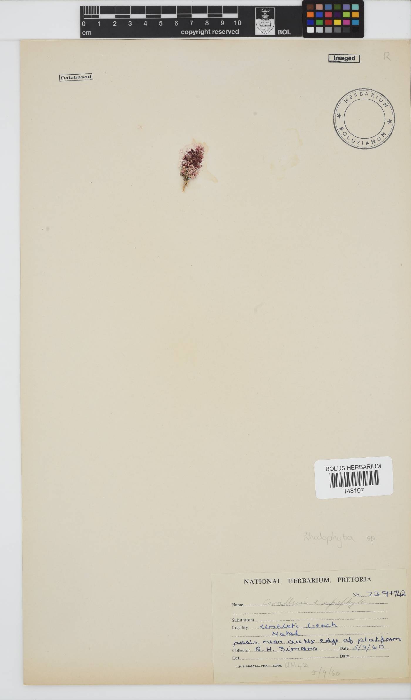 Rhodophyta incertae image