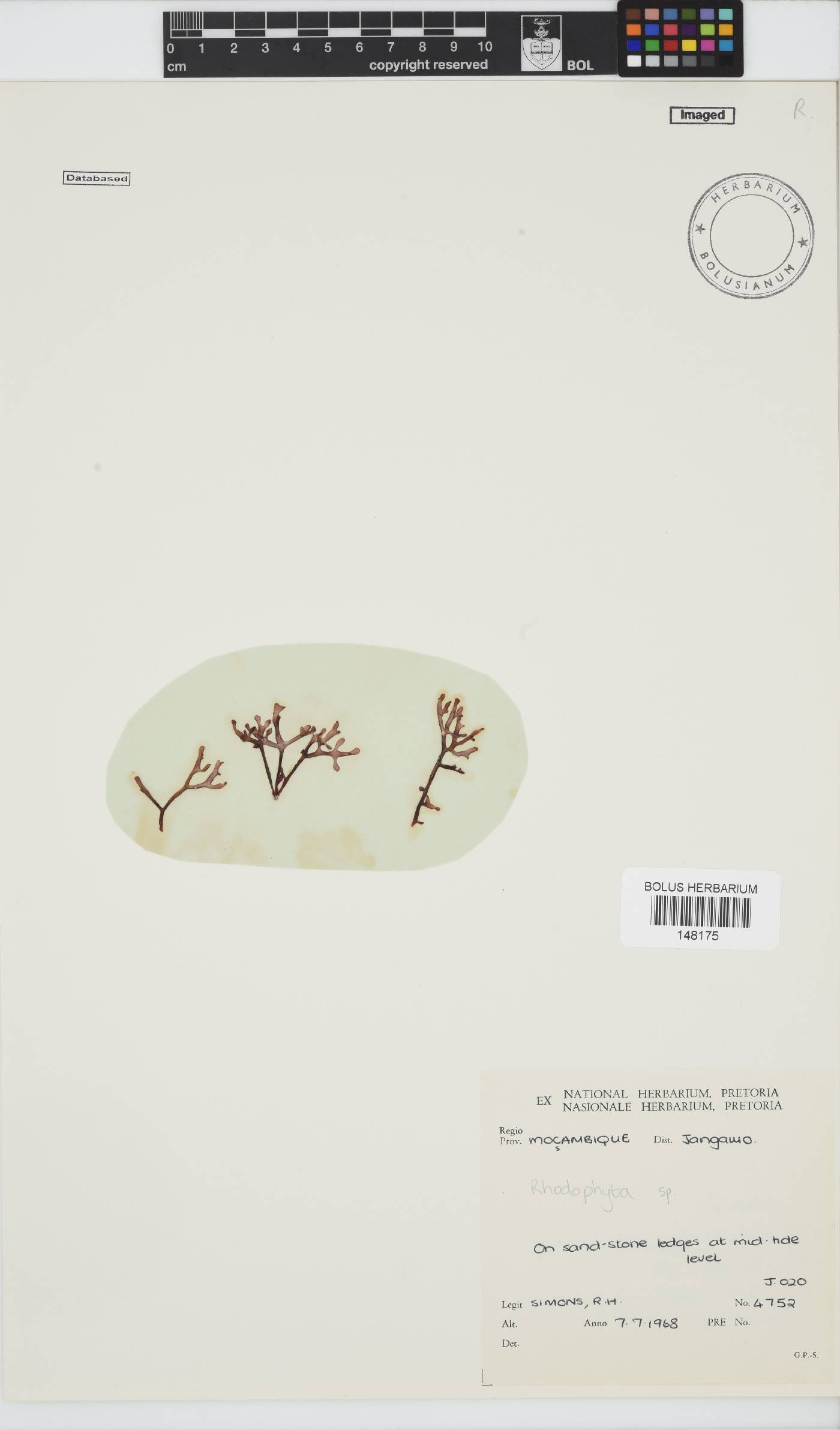 Rhodophyta incertae image