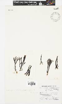 Zonariophila semiendophytica image