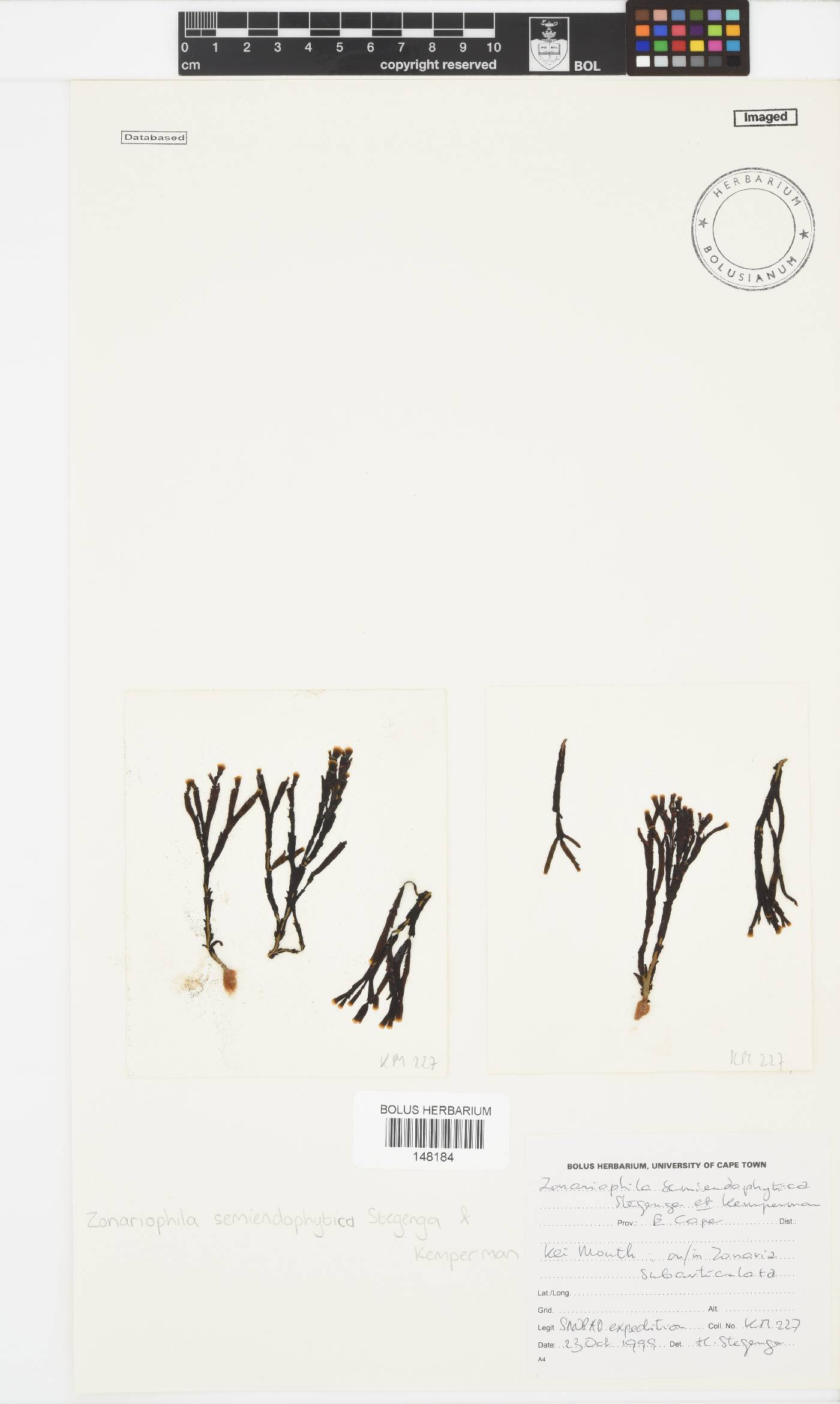 Zonariophila image