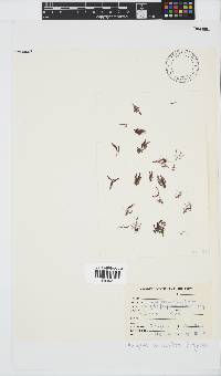 Wrangelia purpurifera image
