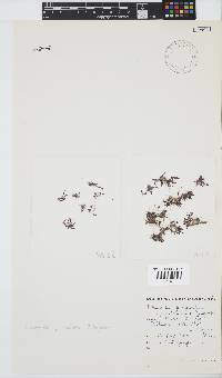 Wrangelia purpurifera image