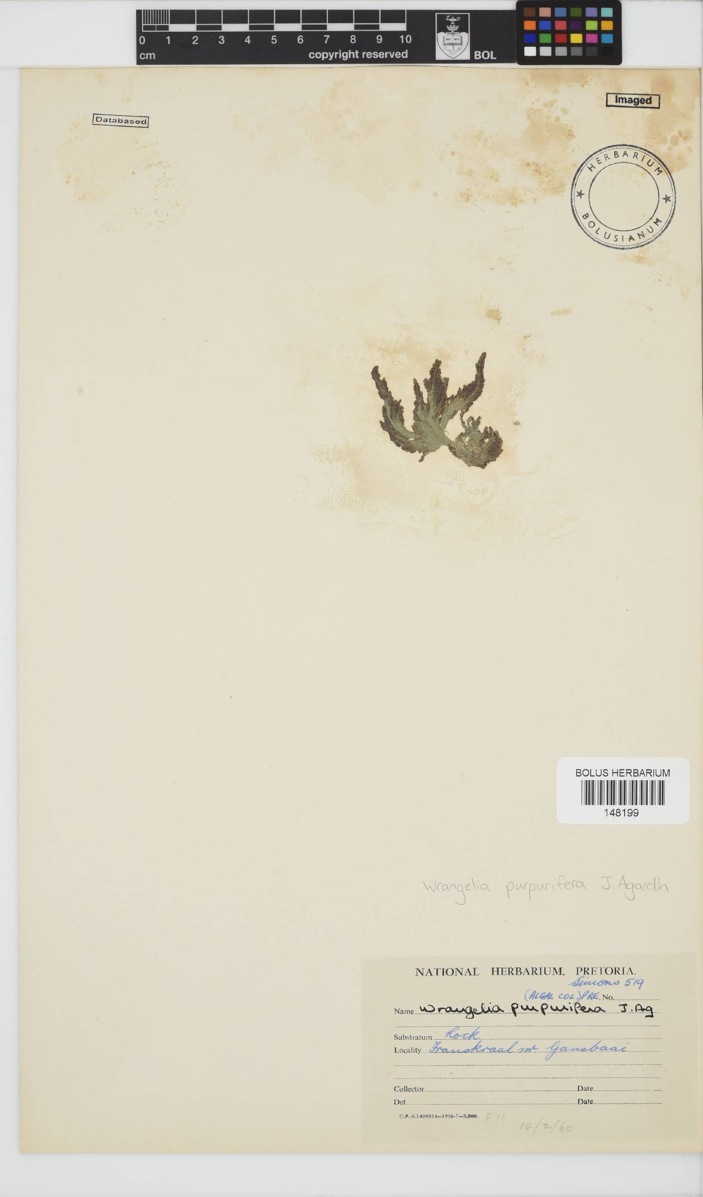 Wrangelia image