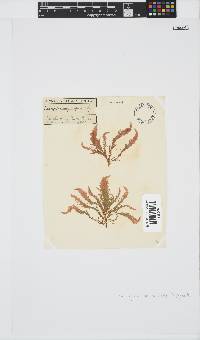 Wrangelia purpurifera image