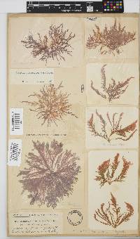 Wrangelia purpurifera image
