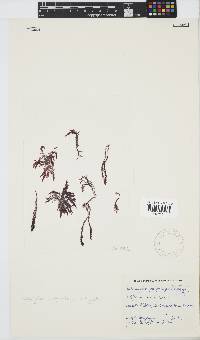Wrangelia purpurifera image
