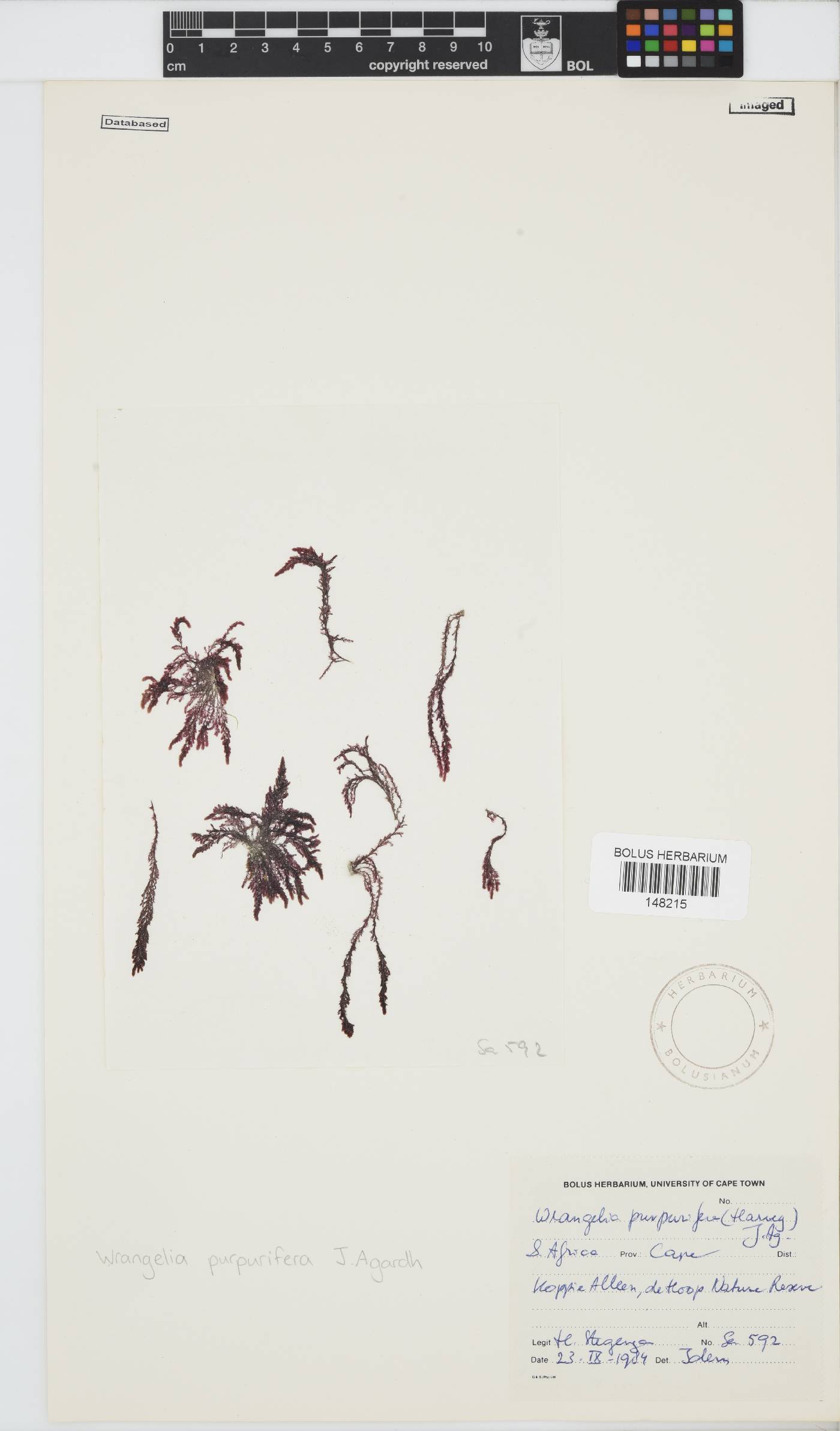 Wrangelia purpurifera image