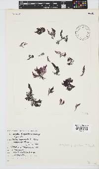 Wrangelia purpurifera image