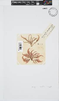 Wrangelia purpurifera image